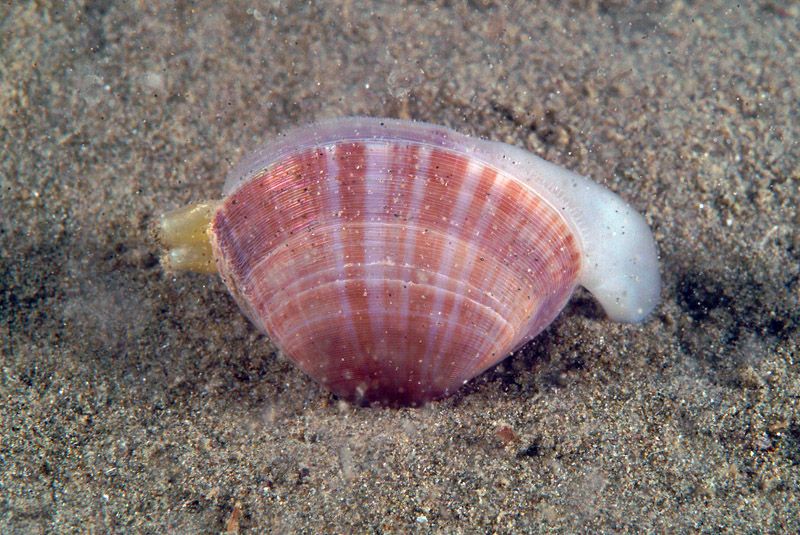 Mactra stultorum